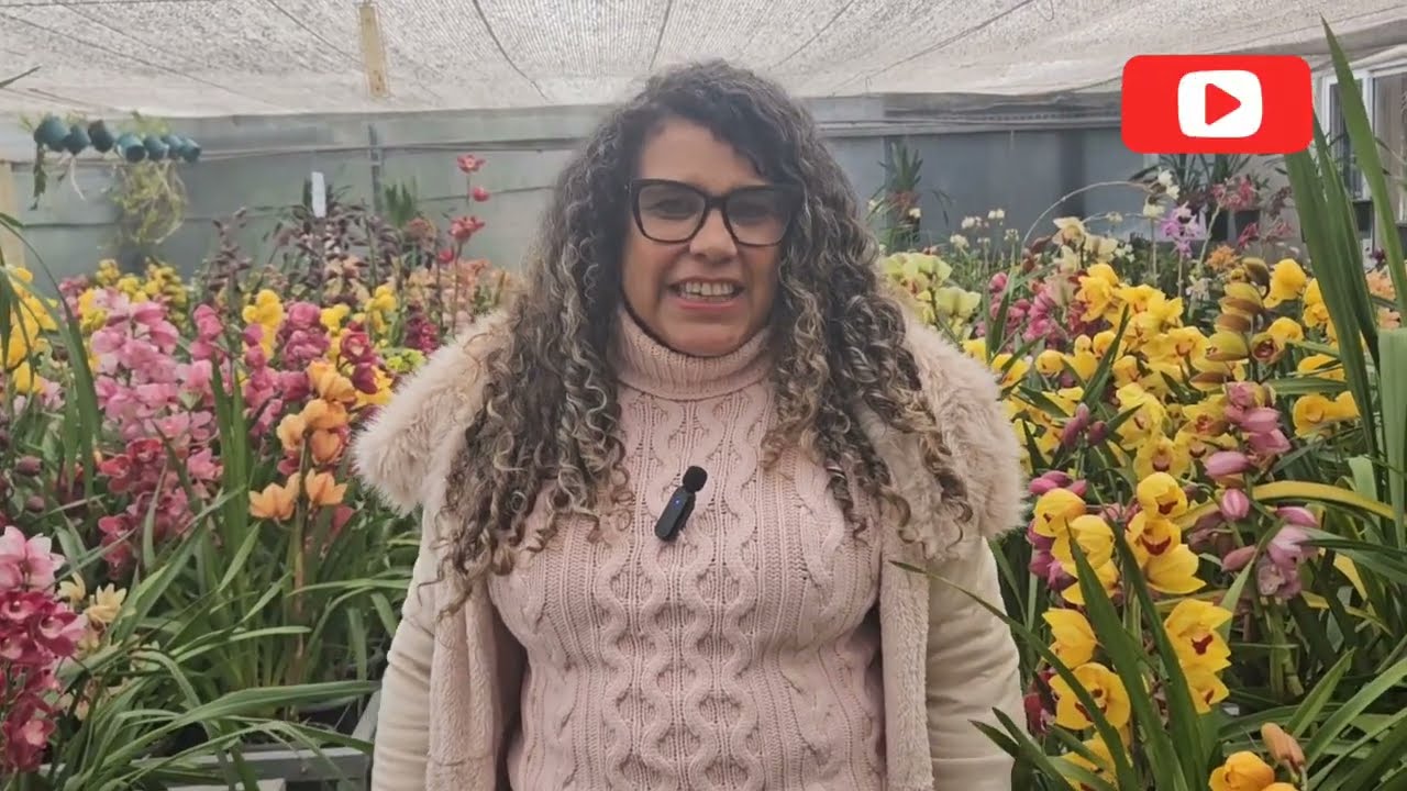 COMO CULTIVAR UMA CYMBIDIUM ! APRENDA  NO FESTIVAL DO BW ORQUÍDEAS 2O25 EM CAXIAS  DO SUL!