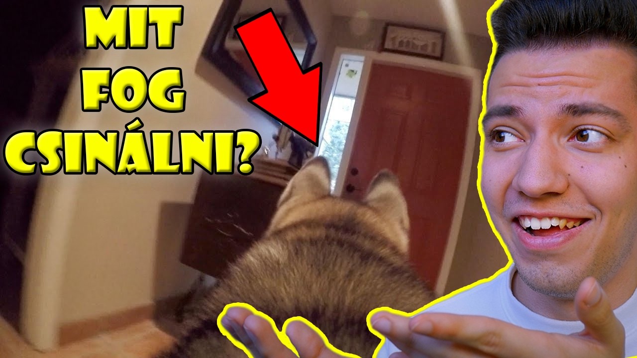 MIT CSINÁLNAK A HÁZIÁLLATOK, AMIKOR SENKI NEM LÁTJA ŐKET? | *A HÁZIÁLLATOK TITKOS ÉLETE LELEPLEZVE!*