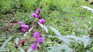 Capital Naturalist: Ironweed