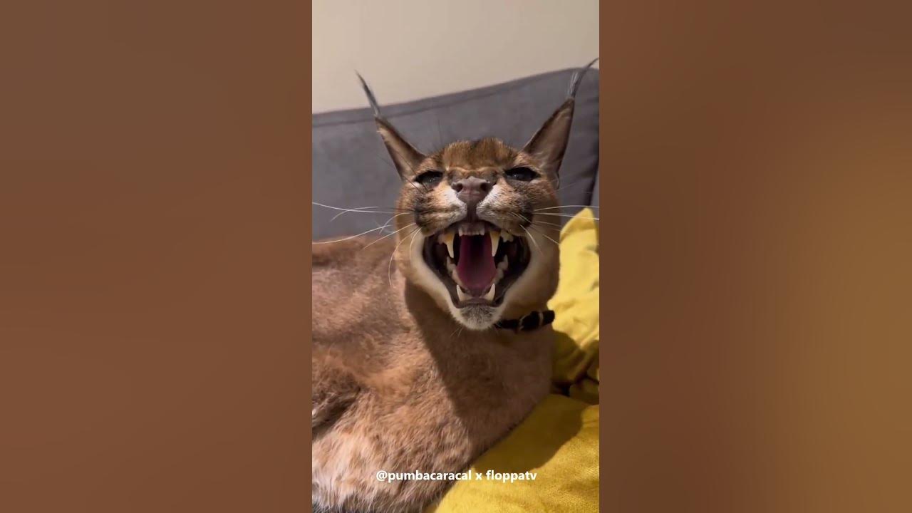 Caracal Pumba Hissing : Floppa #shorts - YouTube