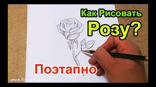Рисуем Розу - Карандашом Поэтапно - Урок №6