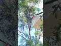 Koala rescued by Energy crew after Cyclone Alfred