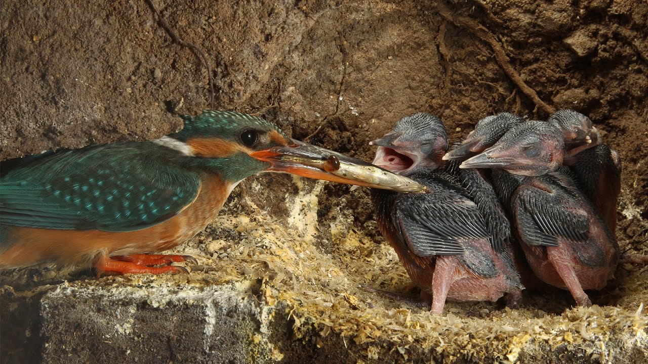 Belted Kingfisher Nest