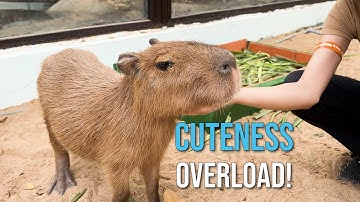Cute capybaras in HCM City Zoo | Thảo Cầm Viên Sài Gòn chào đón gia đình capybara