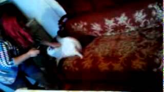 Bonos-Stelas Puppies