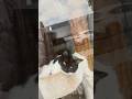 Daisy and Daffodil Window Kitten Spys