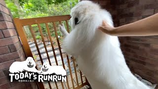 自分だけお留守番は絶対に嫌なアランです　Great Pyrenees　グレートピレニーズ