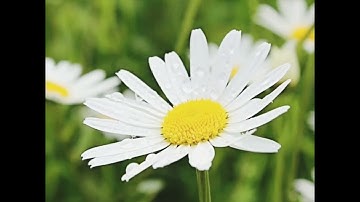 تلاوة جزء عمَّ كامل بفضل الله وكرمه // بصوت القارئ يوسف العيدروس 💙🌿🕊