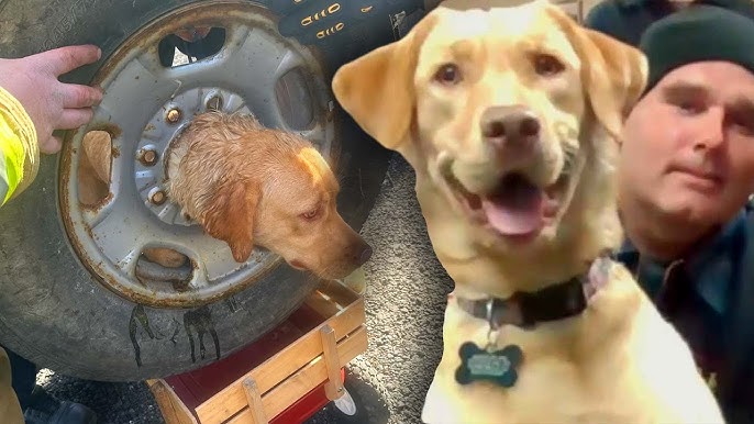 Firefighters Use Plasma Cutter To Free Dog From Tire Rim