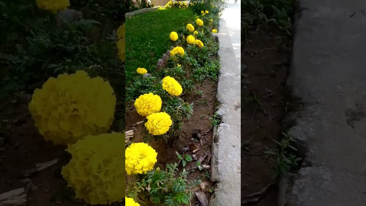 Beautiful Yellow Flower | 