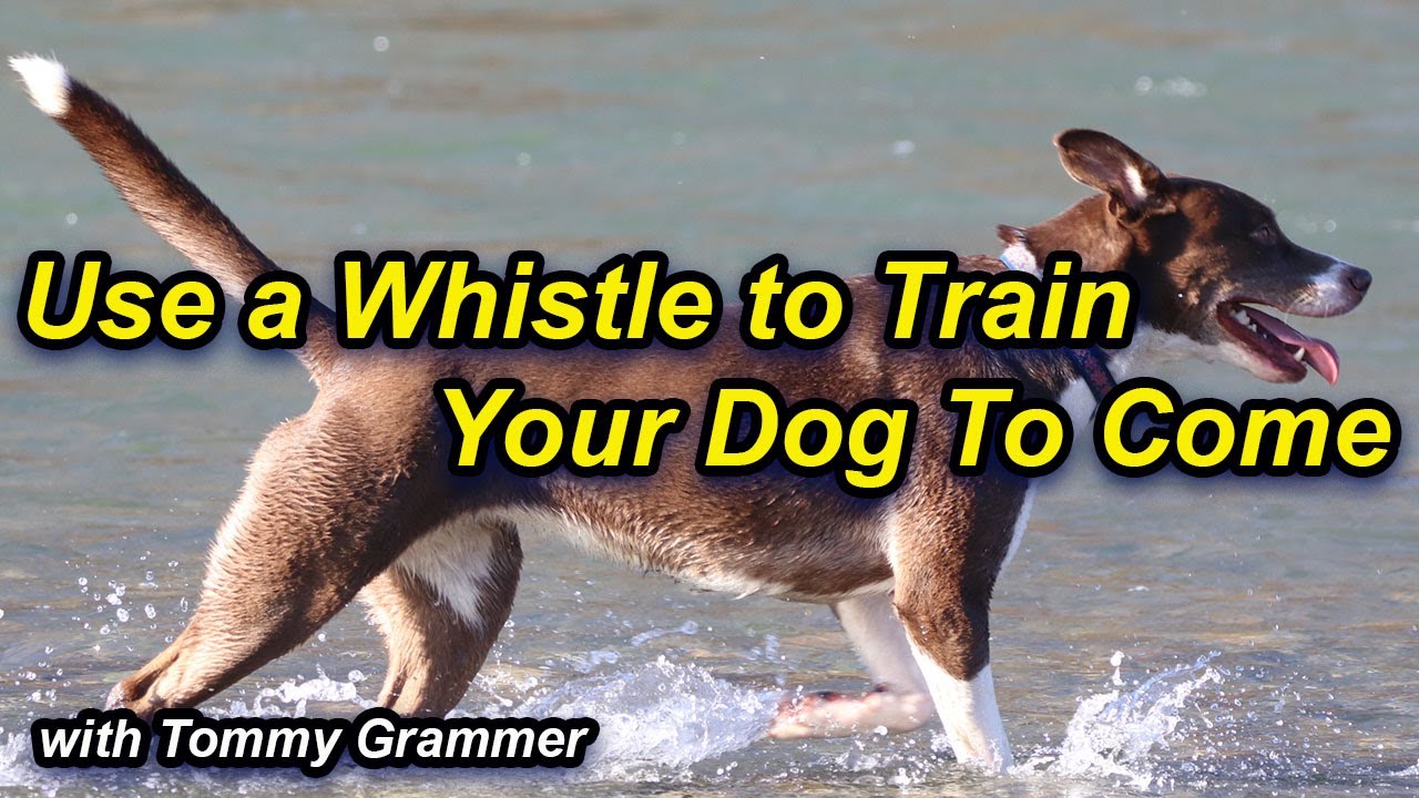 Train your dog to come with a whistle YouTube