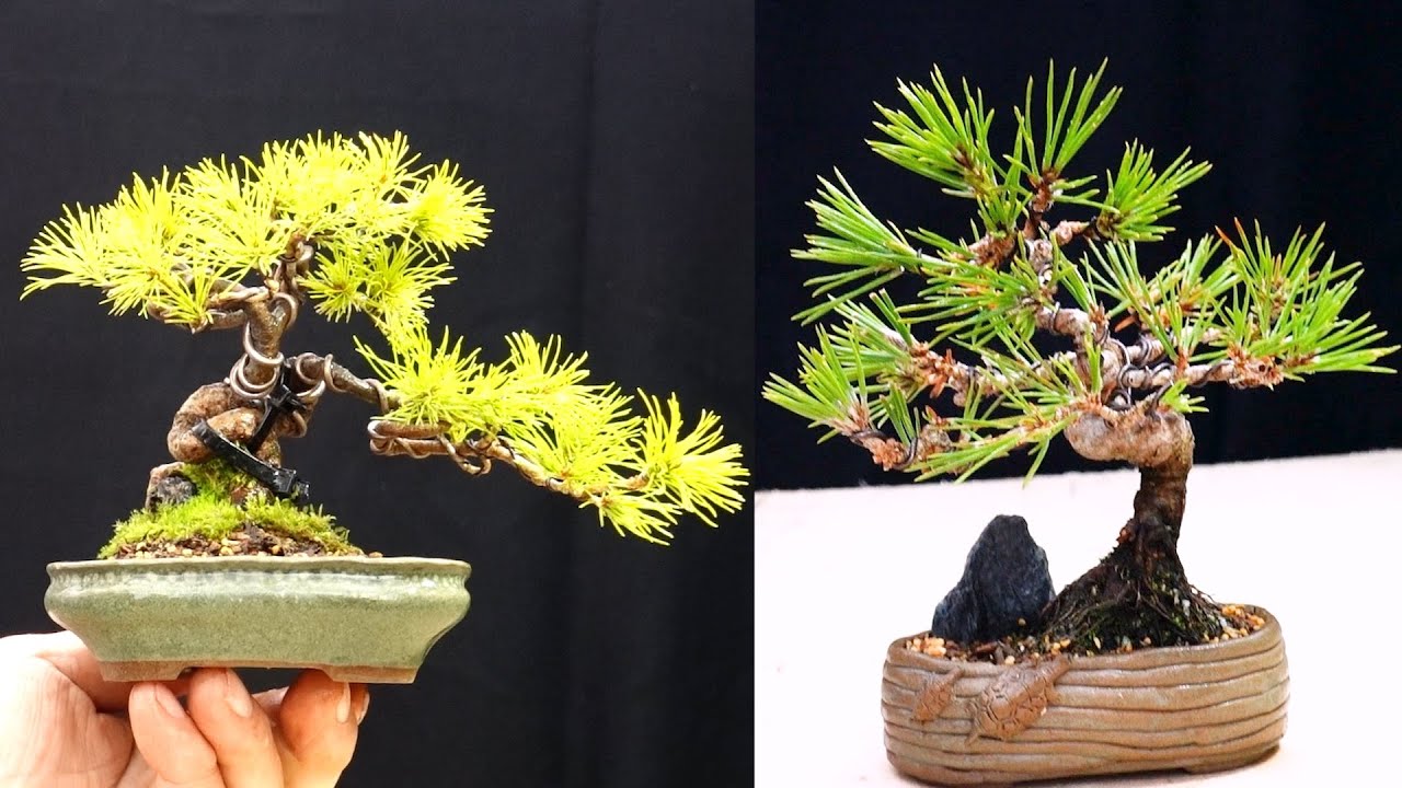 急ぎです。亡き祖父の五葉松の盆栽を今日明日中に横浜まで取りに来られる方を探しております。 急ぎです。亡き祖父の五葉松の盆栽を今日明日中に横浜まで取りに来