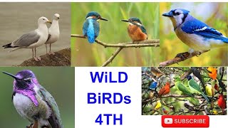 Wild Birds 4TH ।। Nature ।।