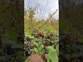 Сезон северных ягод ☺️ #норильск #брусника #голубика