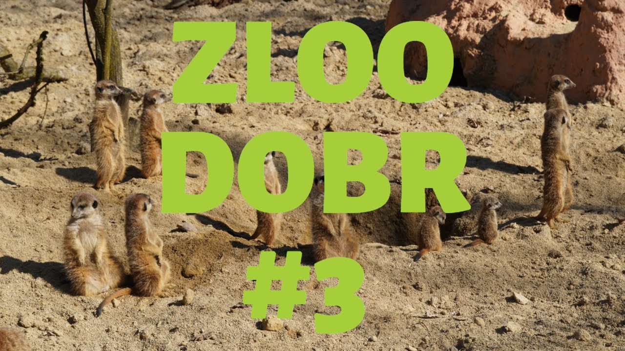 Zloo dobr z ZOO Ljubljana E3 - surikate