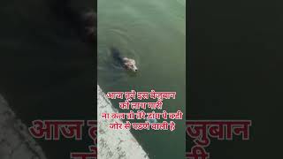 भगवान के दर देर है अंधेर नही #imoshanal #loyalty #dogs #doglife #doggys #youtubeshorts #youtube #yt