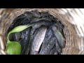 How to catch fishes in Cambodia Tradition Use Plastic Basket in Running Water