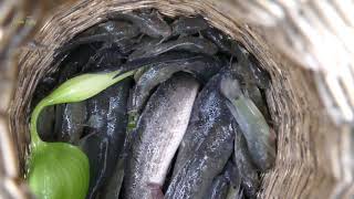 How to catch fishes in Cambodia Tradition Use Plastic Basket in Running Water