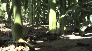 Plant Population & Row Spacing #664 (Air Date 12/26/10)