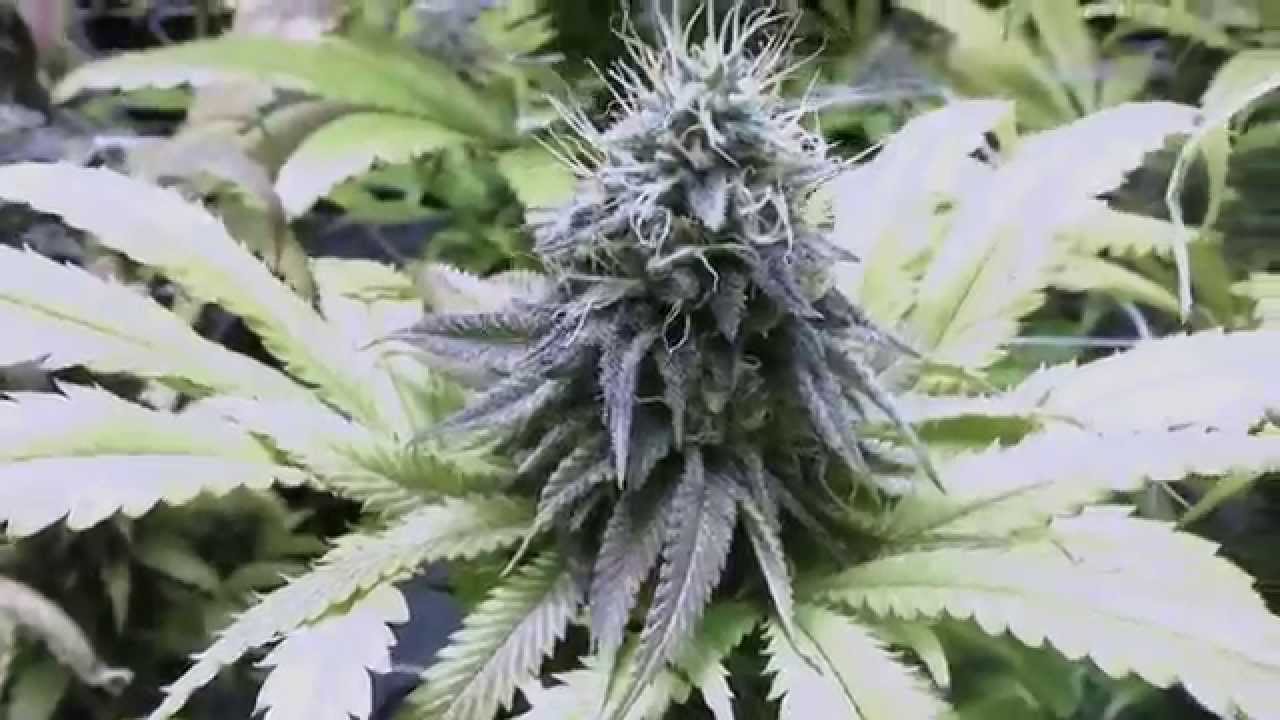 Indoor Cannabis Grow  Next Batch day 42