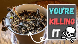This 1 Venus Fly Trap Care Mistake Might Instantly Kill Your Carnivorous Plant