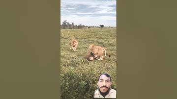 Al-ikhlas#egzonibrahimi #سورة_الإخلاص #ikhlas #nature #shortvideo #fypviralシ#beautiful #maanvlogs