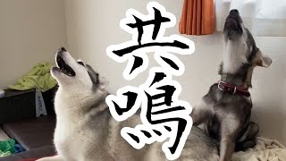 遠吠えしたら遠吠えで返してくれるハスキーと狼犬