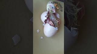 from egg to chick, chick pop out | domestic animal life | pop out