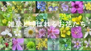 雑草と呼ばれるお花たち(可愛いお花のご紹介）（ナレーション 林カオリ）