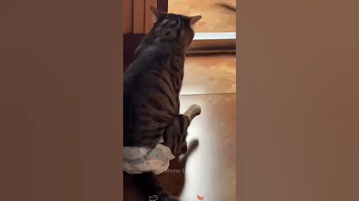 Video 9643921: cat funny pets, pets walking