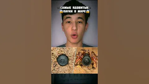 Самые Ядовитые Пауки в Мире!😱 #shorts #паук #ядовитый