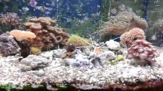 Bubble Algae Warning