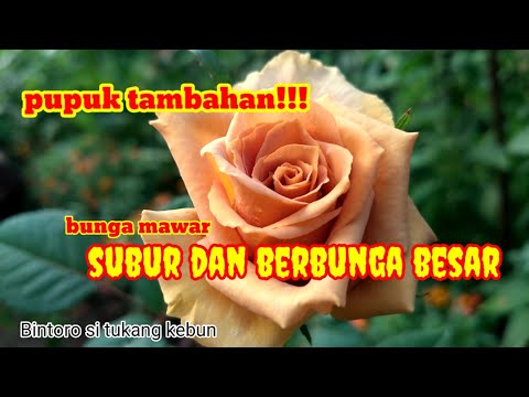 Video: November: Belum Terlambat Untuk Menanam Mawar