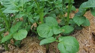 Sowing The Quality Of Potatoes- Hilled Rows2