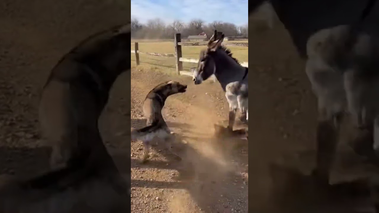 Donkey vs Dog Unleashes Rear Kicks：🐴💥 Hooves Slam, Dust Erupts, Frenzied Circles Collide