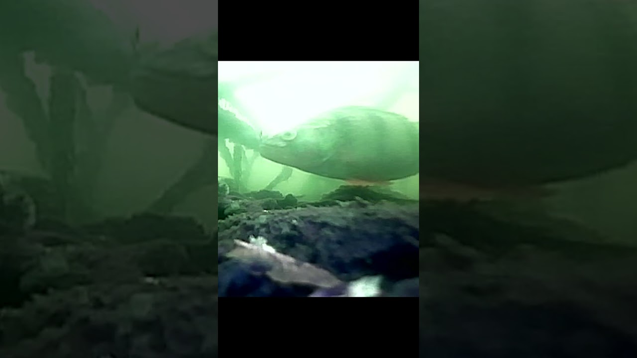 perch in winter fishing