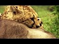 Predator Hunting Strategies and Skills