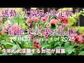 【一年育てて大満足の花BEST16】季節毎2025年編|手間いらず、綺麗、丈夫なお花が結集|ガーデニング