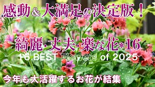 My top 16 flowers for 2025/Gardening - YouTube