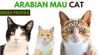 Arabian Mau Cat Breed Profile History - Traits - Price - Arabian Mau Grooming Needs - Lifespan
