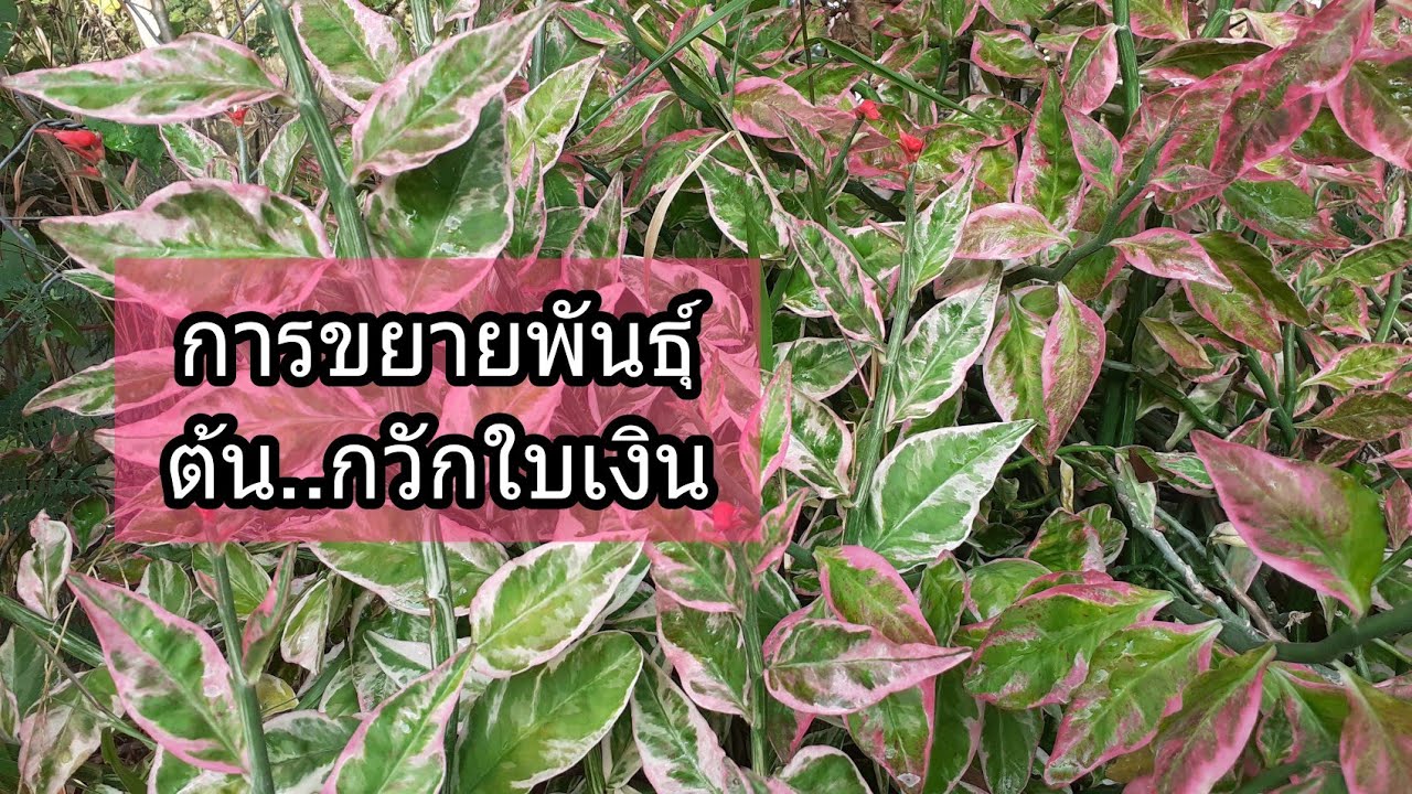 #การขยายพันธุ์ต้นกวักเงิน หรือ #แสยกด่าง เป็น #ต้นไม้มงคล ที่ปลูกในบ้านแล้วดี/นานาพันธุ์ไม้byนิตยา | ข้อมูลล่าสุดเกี่ยวกับต้นกวักเงินกวักทอง