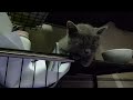 とてもかわいい子猫 part 4 || 子猫 2022