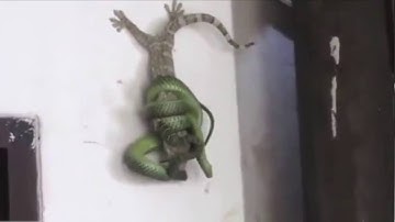 Đại chiến tắc kè vs rắn lục