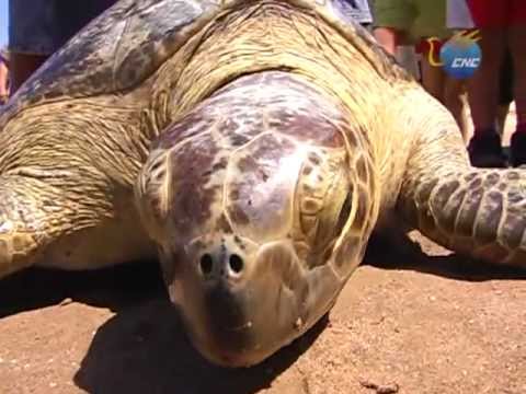 Vídeo: Salvando Tortugas En Baja California Sur, México - Matador Network