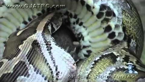 Python eats Alligator 02, Time Lapse Speed x6   YouTube