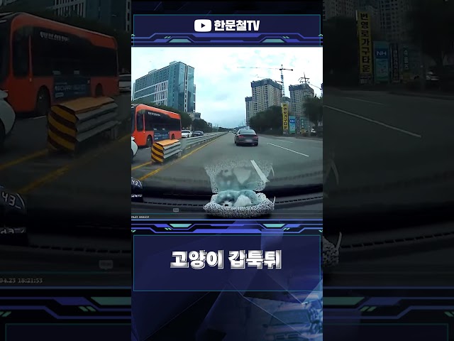 #5587. 고양이 갑툭튀