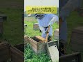 昔と今の作業の違いはこれ 杉養蜂園 養蜂家 はちみつ Bee みつばち 自然 巣房蜜 はちみつのある暮らし Honey 蜂払い Reels 昔と今の作業の違いはこれ 杉養蜂園 養蜂家 はちみつ Bee みつばち 自然 巣房蜜 はちみつのある暮らし Honey 蜂払い Reels