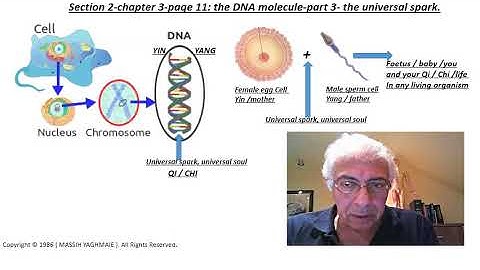 yin yang explained 01- sec.2-ch.3-p.10-the DNA molecule-part 3- the universal spark.