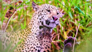 Incredible Jaguar Fun | The Lion Whisperer