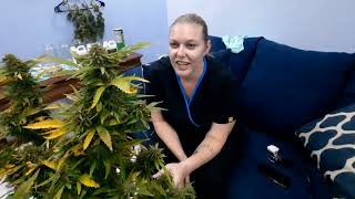 out cannabis (Auto Jack Herer ) 3 months Harvest